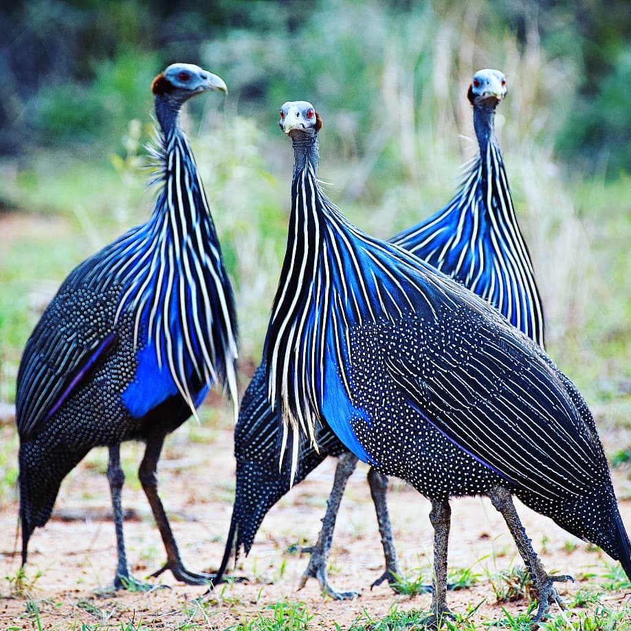 Vulturine guineafowl