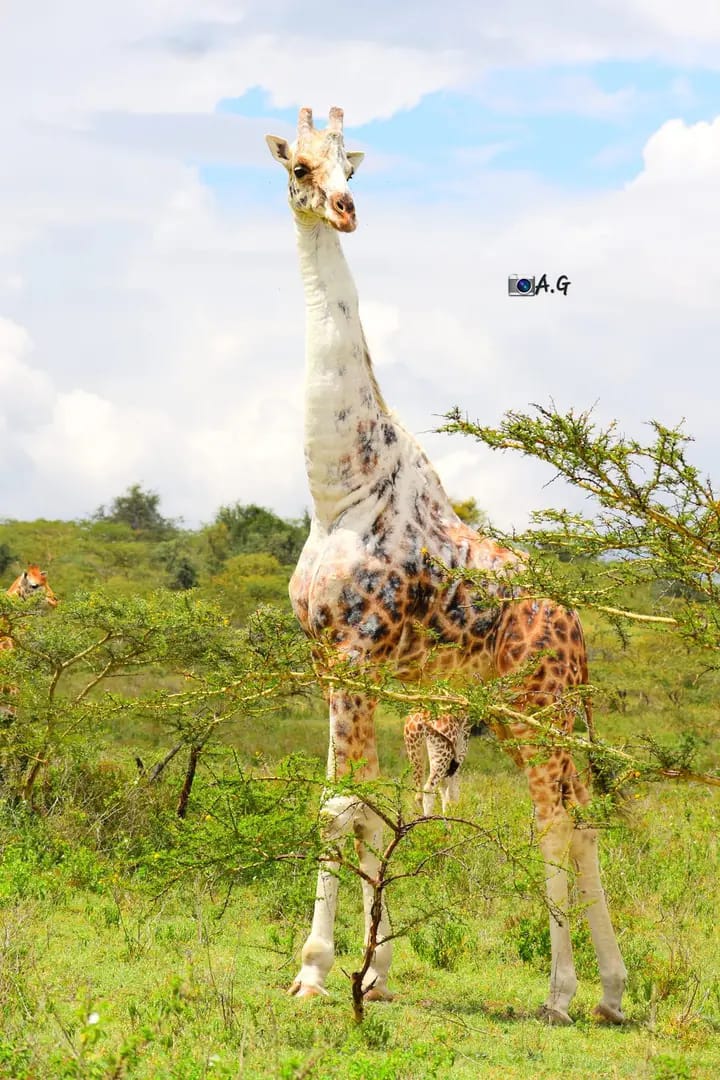 A rare pale giraffe